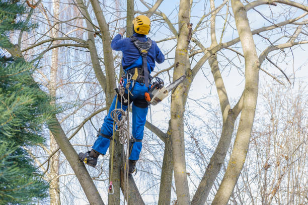 Tree Removal